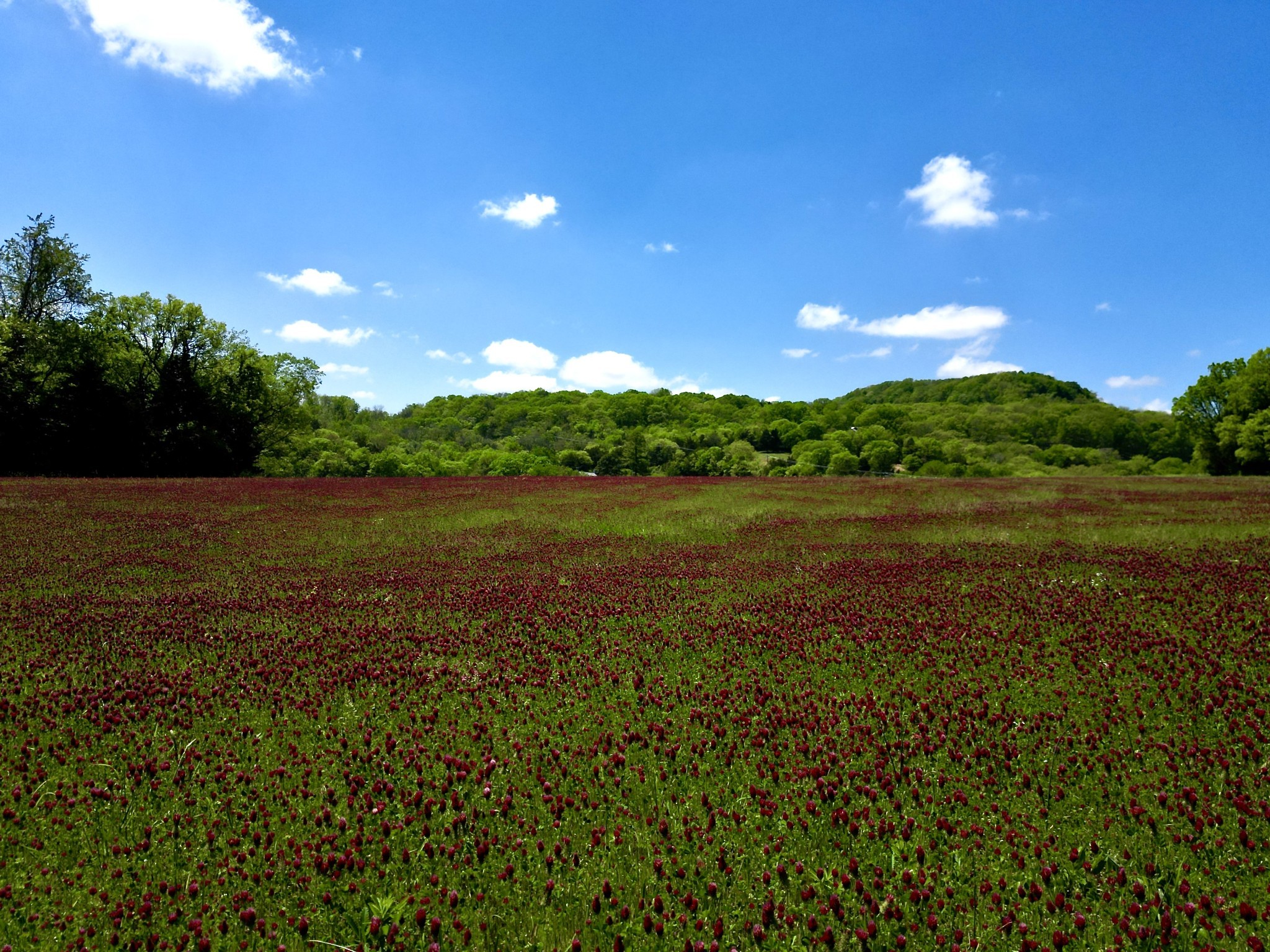 9591 Clovercroft Road Franklin, TN 37067 - Photo 63 of 70