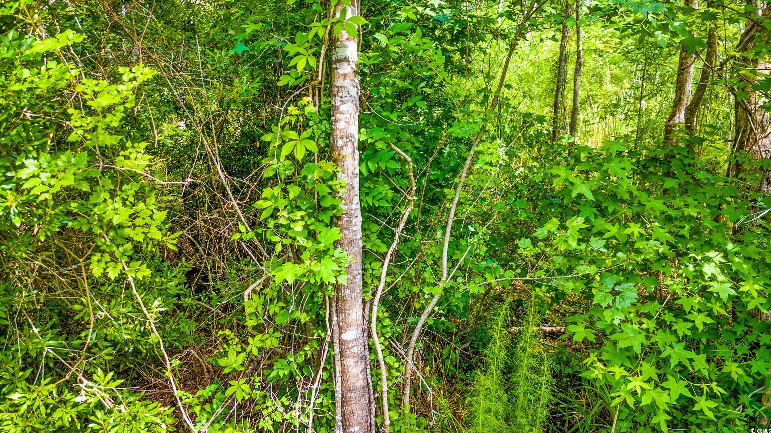 111 Southwest Little River Little River, SC 29566 - Photo 11 of 26