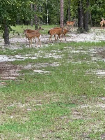 $450,000 | 11160 Northwest 5th Avenue, Branford, FL 32008