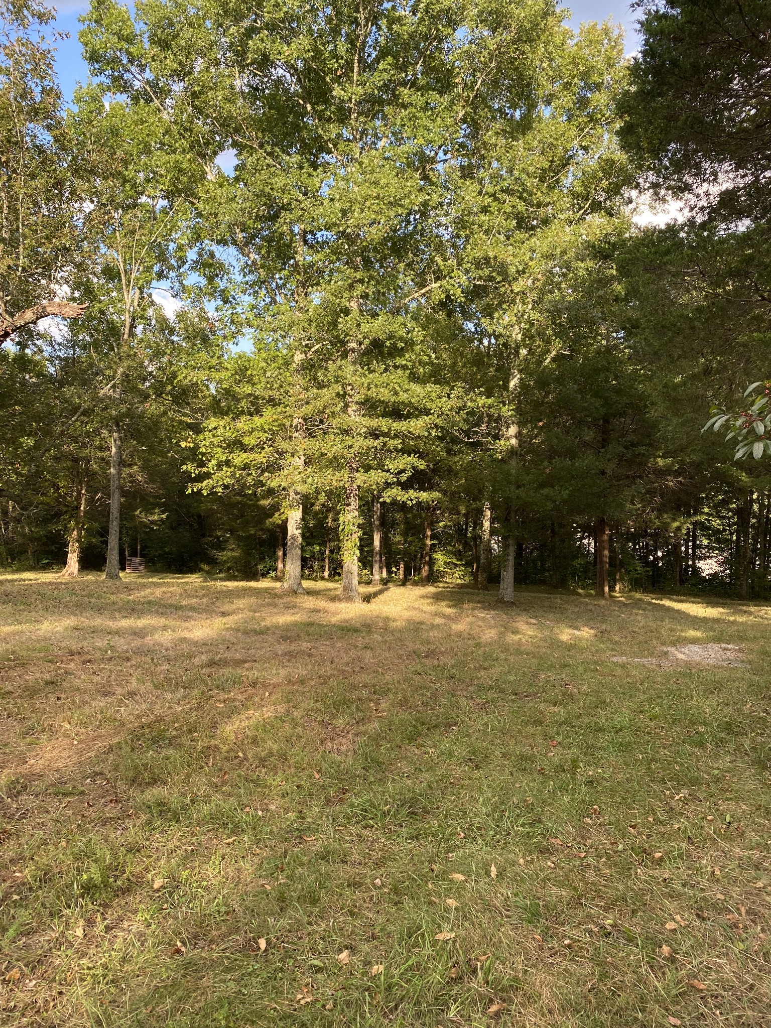 0 Switchboard Road Brush Creek, TN 38547 - Photo 2 of 16 a view of a trees in front of a building