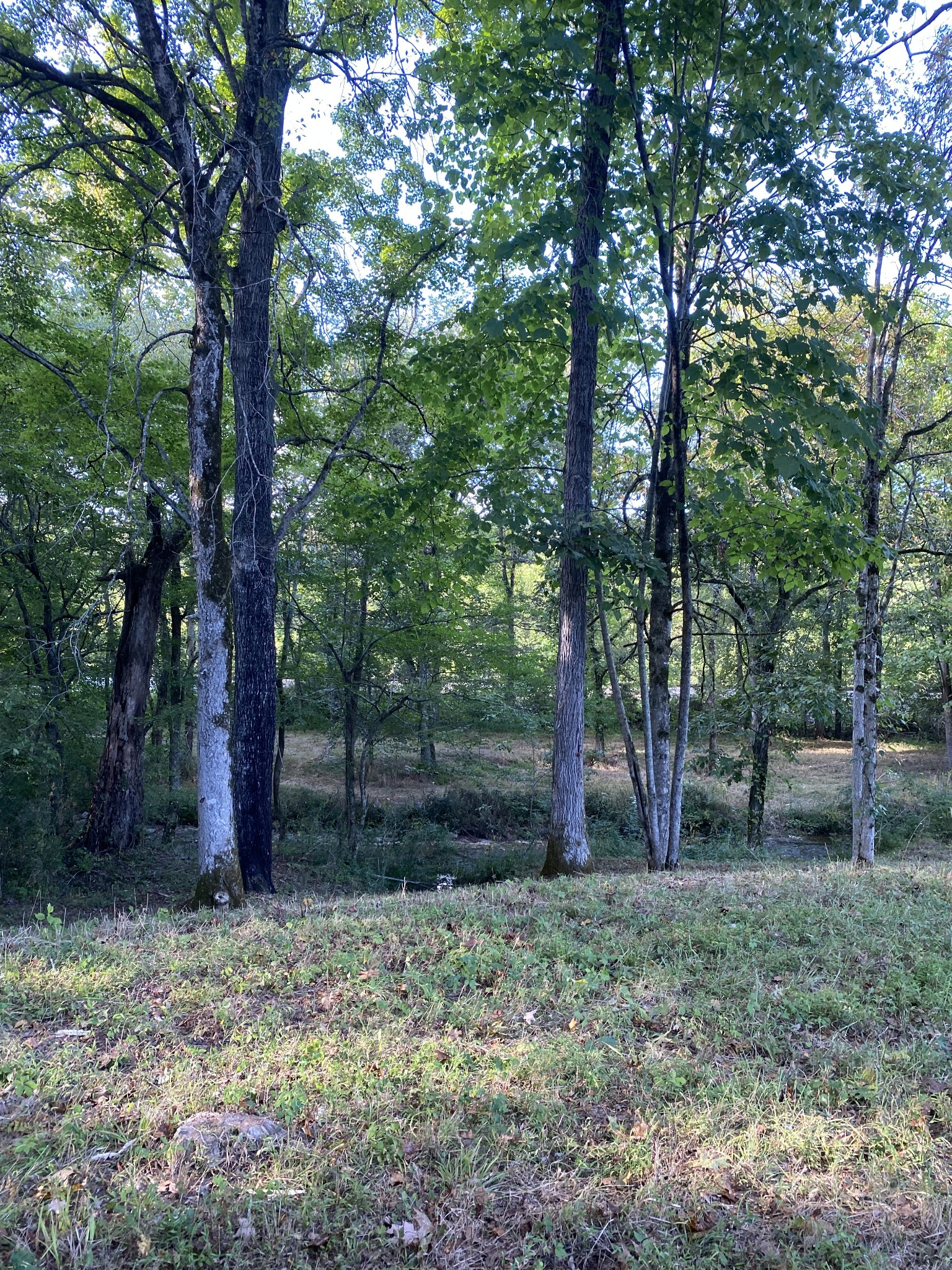 0 Switchboard Road Brush Creek, TN 38547 - Photo 11 of 16 a backyard of a house with lots of green space