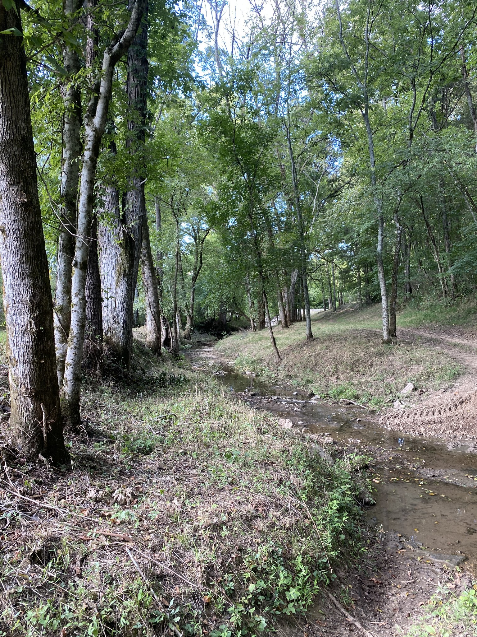 0 Switchboard Road Brush Creek, TN 38547 - Photo 12 of 16 a view of a yard with a tree