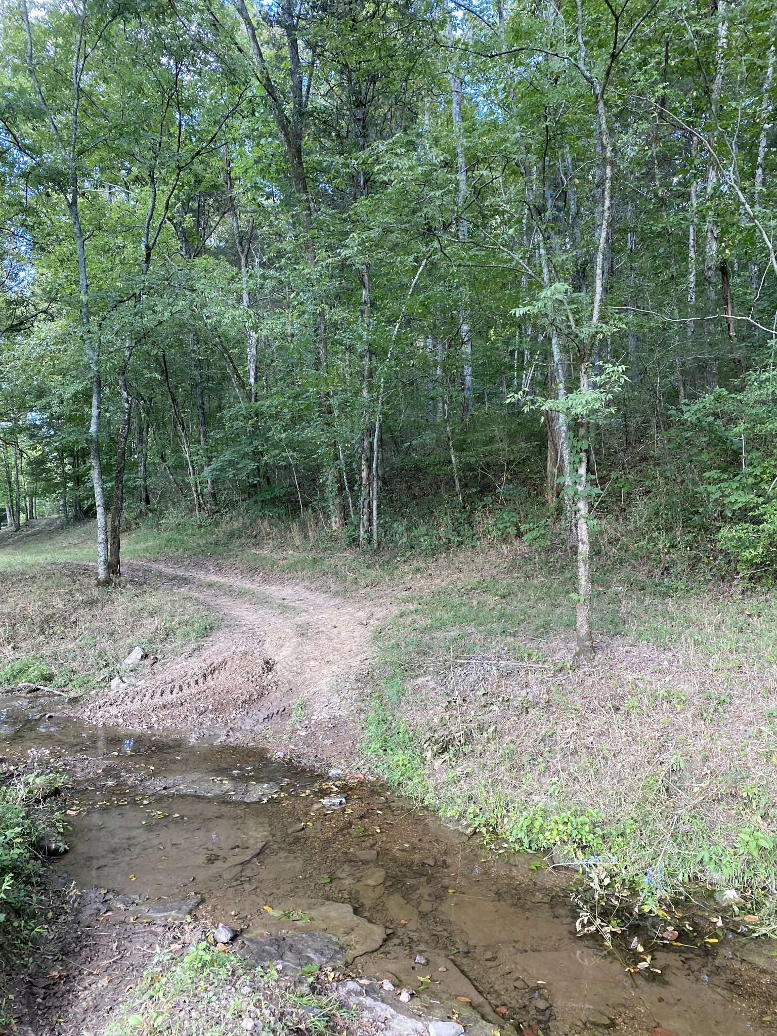 0 Switchboard Road Brush Creek, TN 38547 - Photo 13 of 16 a view of a forest filled with trees