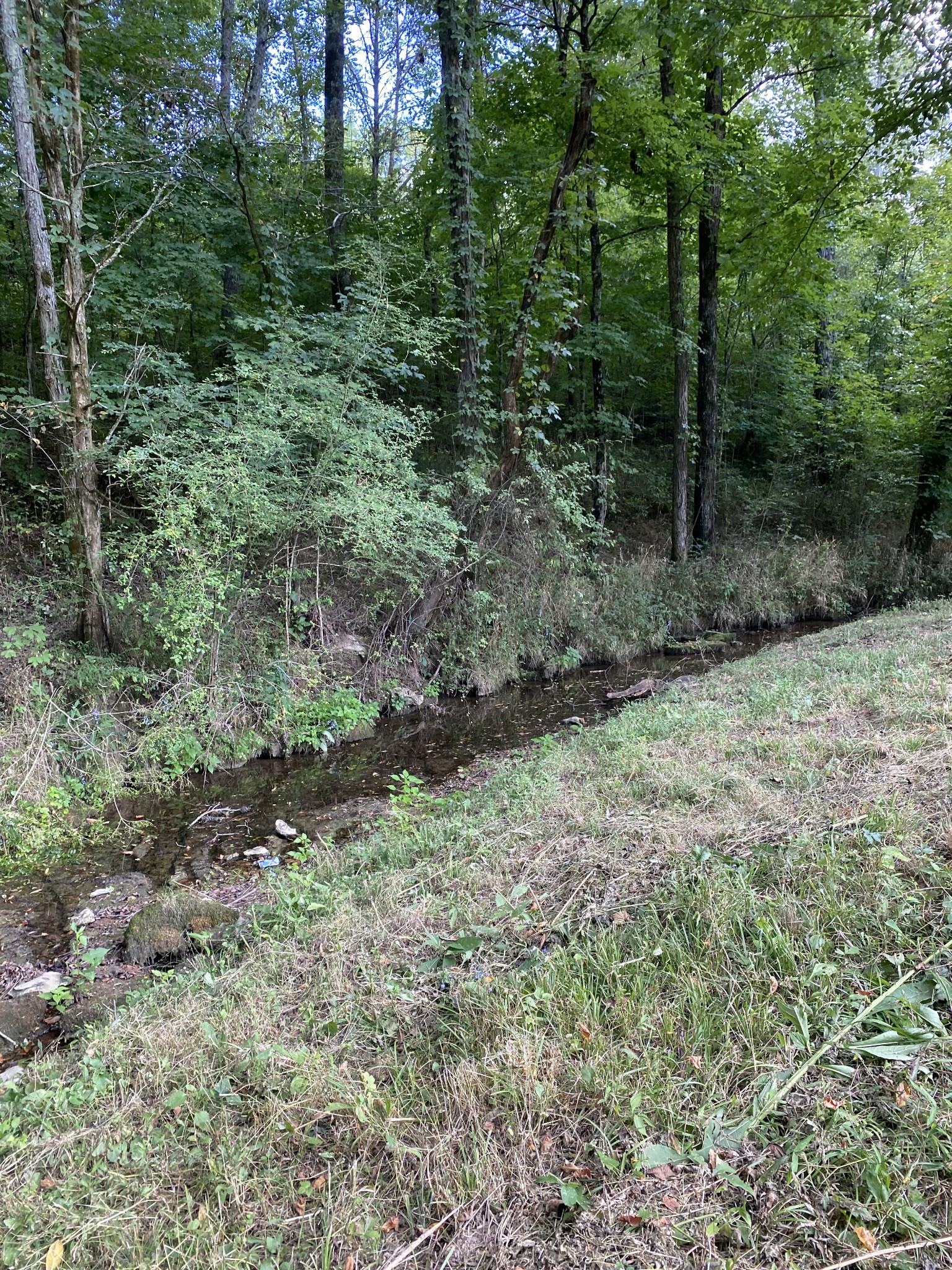 0 Switchboard Road Brush Creek, TN 38547 - Photo 14 of 16 a view of a forest with trees in the background