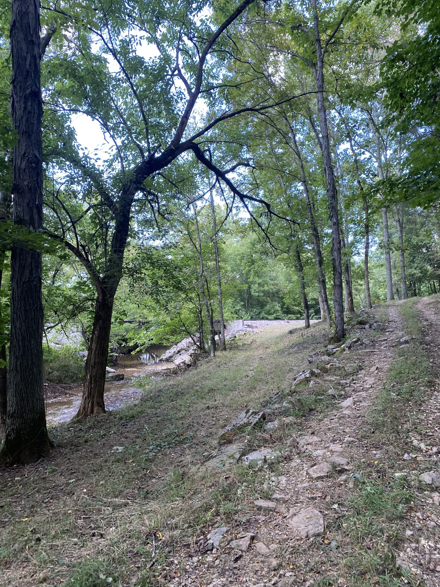 0 Switchboard Road Brush Creek, TN 38547 - Photo 15 of 16 a view of a forest with trees