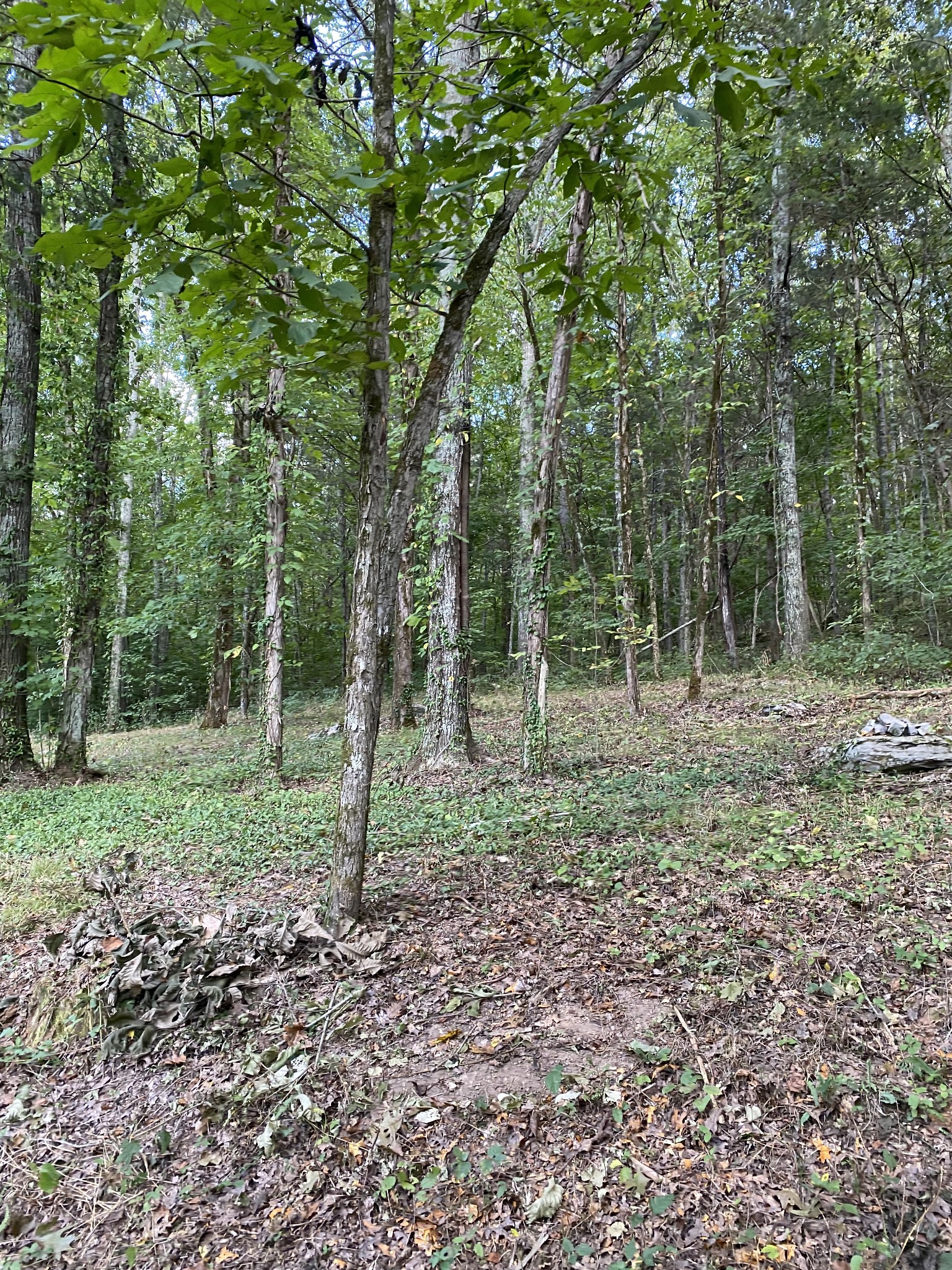 0 Switchboard Road Brush Creek, TN 38547 - Photo 16 of 16 a view of outdoor space and green space