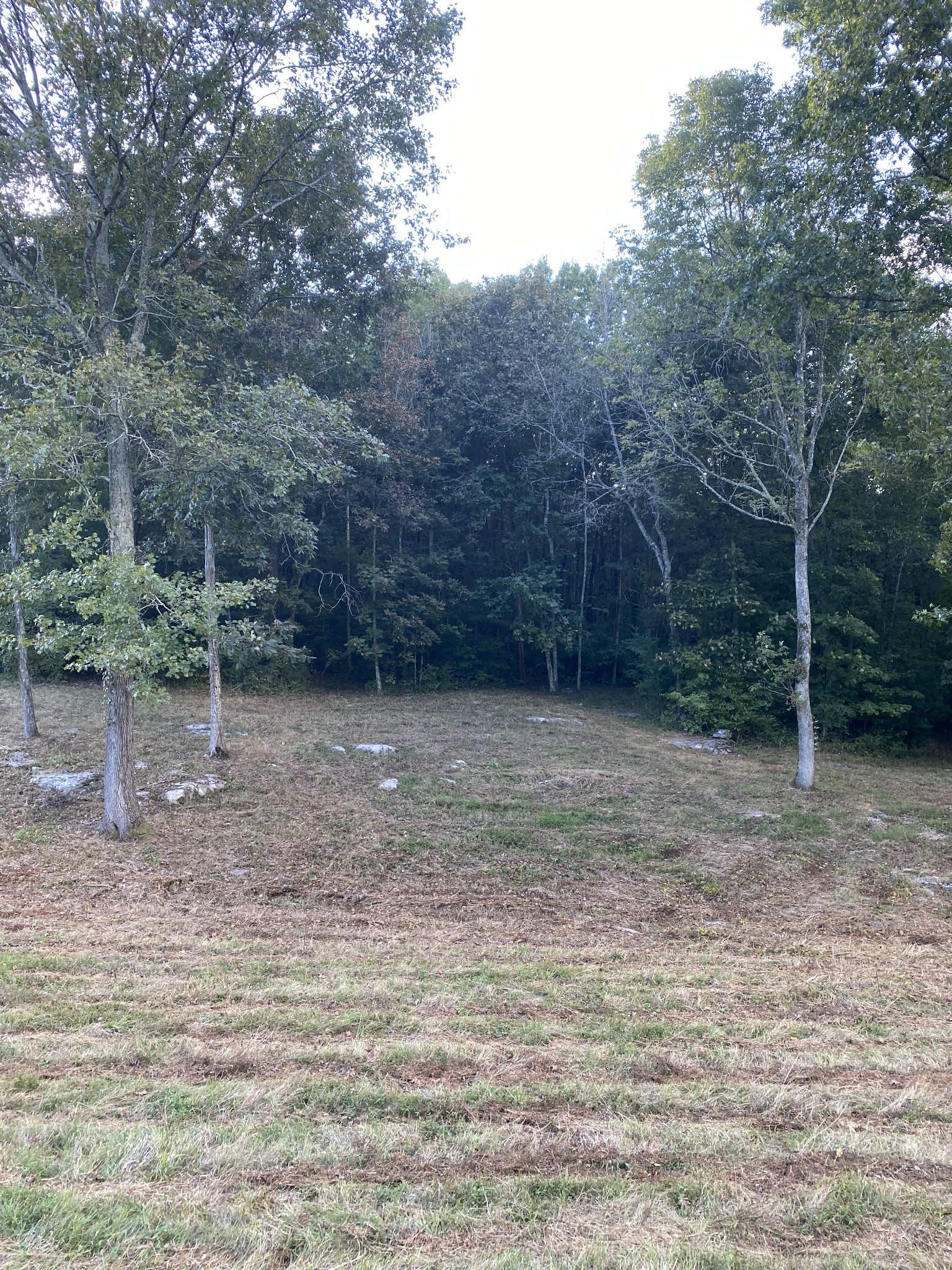 0 Switchboard Road Brush Creek, TN 38547 - Photo 5 of 16 a view of a yard
