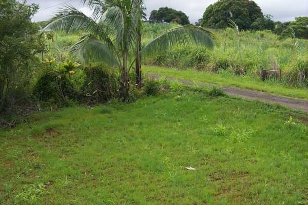 Kalaoa Camp Road Papaikou, HI 96781 - Photo 11 of 11 a view of a garden