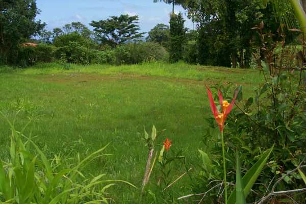 Kalaoa Camp Road Papaikou, HI 96781 - Photo 2 of 11 a view of a field with a tree