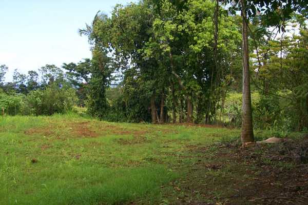 Kalaoa Camp Road Papaikou, HI 96781 - Photo 7 of 11 a big yard with lots of green space and deers