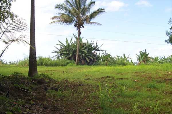 Kalaoa Camp Road Papaikou, HI 96781 - Photo 9 of 11 a view of a garden