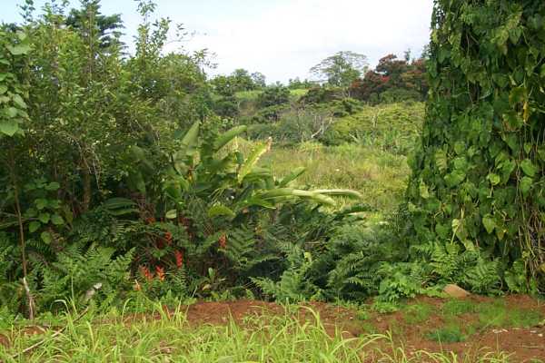 Kalaoa Camp Road Papaikou, HI 96781 - Photo 10 of 11 a view of a garden