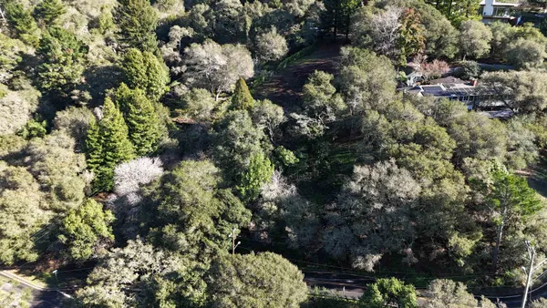 a view of a large tree with a background