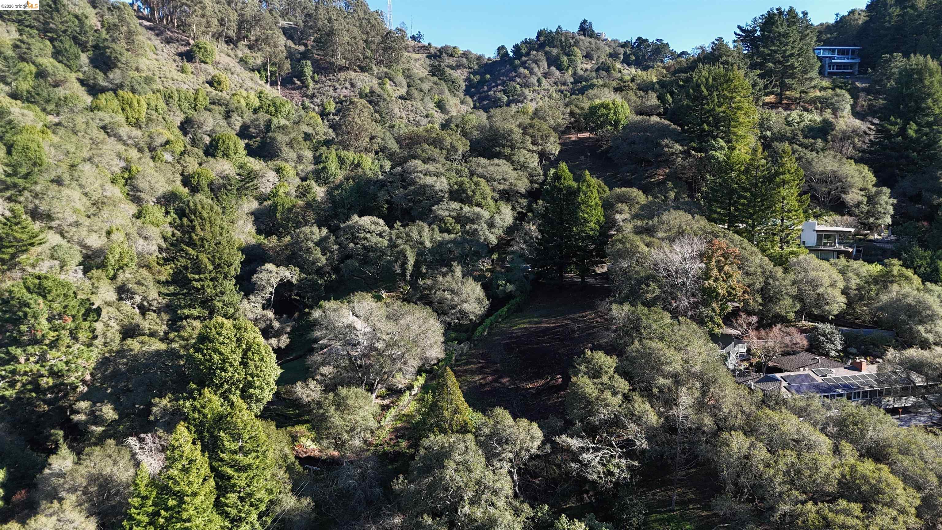 1488 Alvarado Road Berkeley, CA 94705 - Photo 4 of 8 a view of a forest with a tree