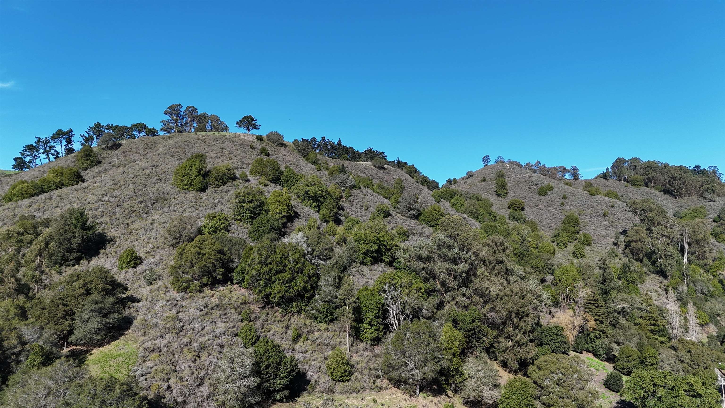 1488 Alvarado Road Berkeley, CA 94705 - Photo 5 of 8 a view of a large tree with a background