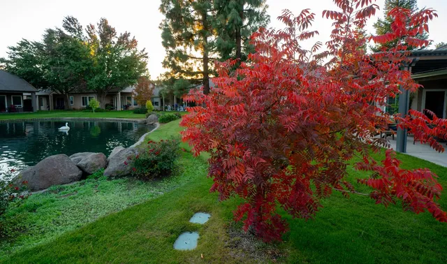 a view of a garden with a tree