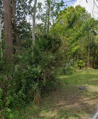 a view of a lush green forest