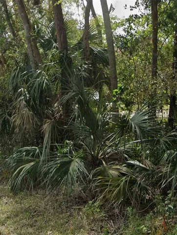 a view of a tree in a forest