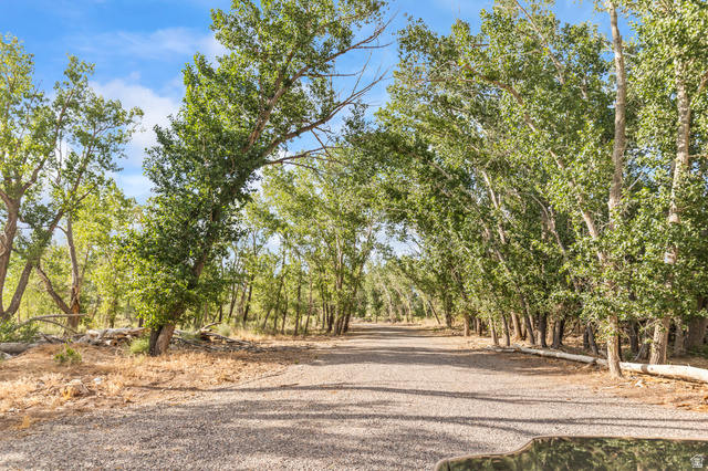 460 Omni Point Road Central Valley, UT 84754 - Photo 84 of 101 Gravel road surrounded by mature deciduous trees with green foliage