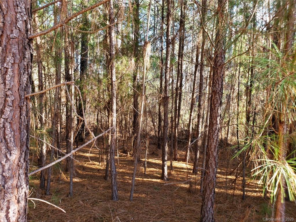 0 Loblolly Ln Mill Spring, Unit 22 Mill Spring, NC 28756 - Photo 6 of 14 a picture of trees