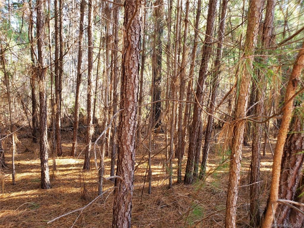 0 Loblolly Ln Mill Spring, Unit 22 Mill Spring, NC 28756 - Photo 8 of 14 a view of outdoor space with lots of trees