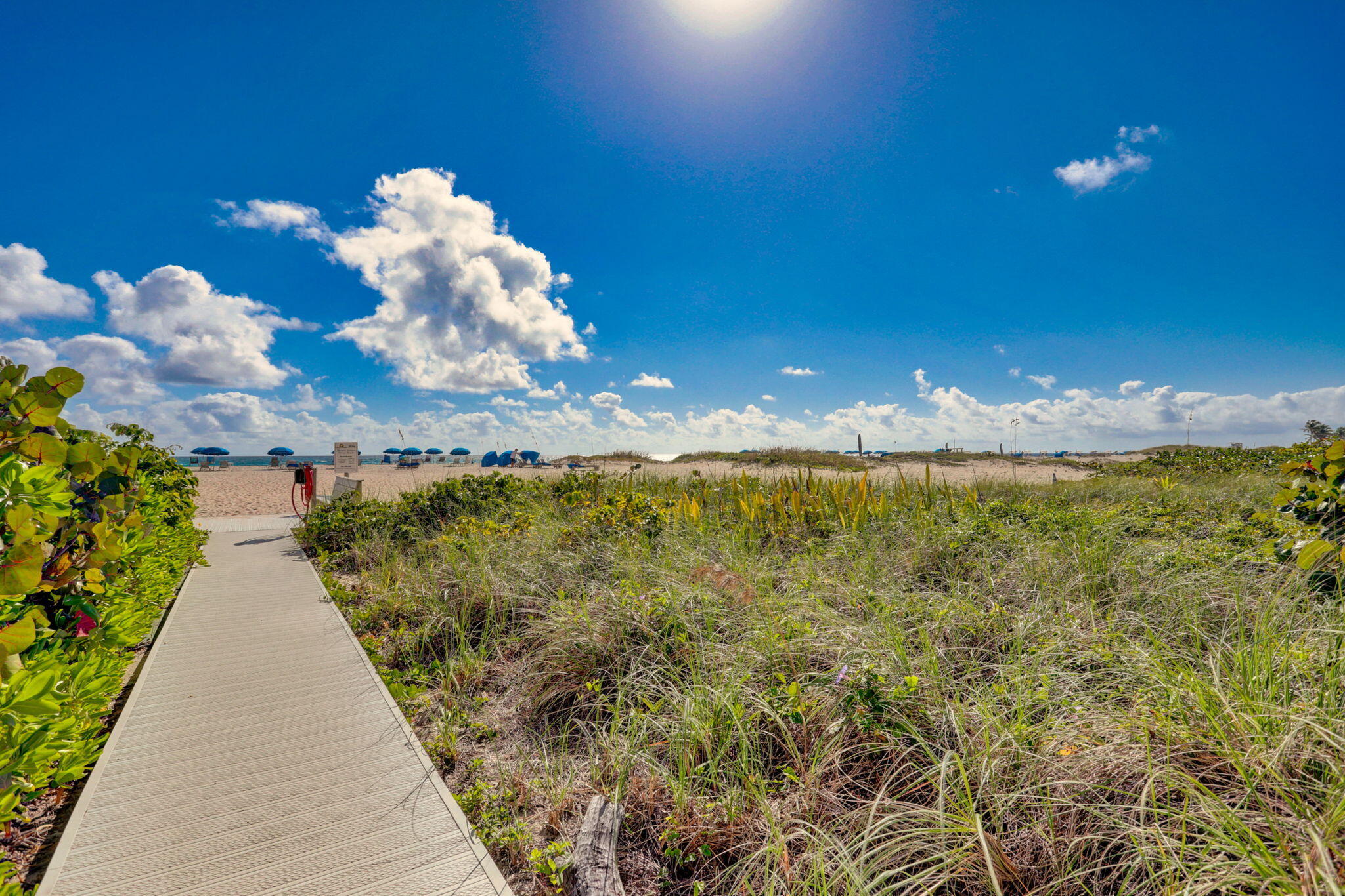 2800 North Ocean Drive, Unit A24B Singer Island, FL 33404 - Photo 49 of 65 a view of a flower in a yard