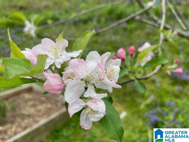 3626 Knightsbridge Road Birmingham, AL 35223 - Photo 49 of 67