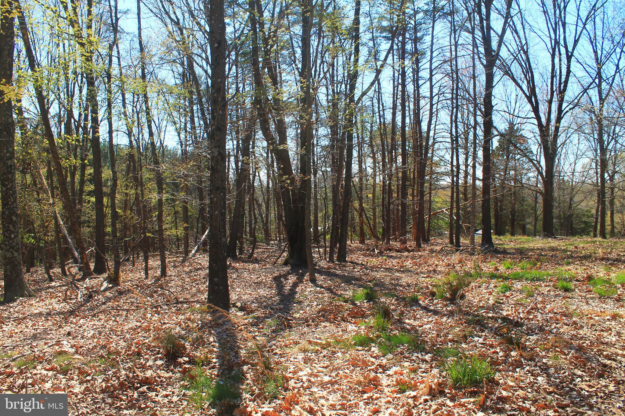 0 Siler Road Winchester, VA 22603 - Photo 14 of 25 Entering the woods behind the clearing