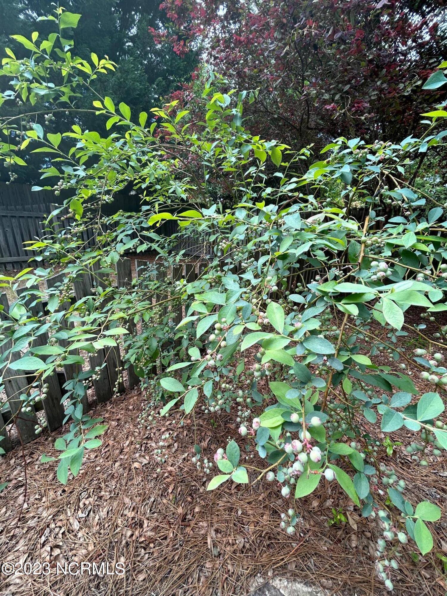 195 Fox Run Road Pinehurst, NC 28374 - Photo 18 of 42 Blueberries