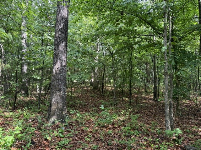 0 Teeters Road Morrison, TN 37357 - Photo 4 of 4