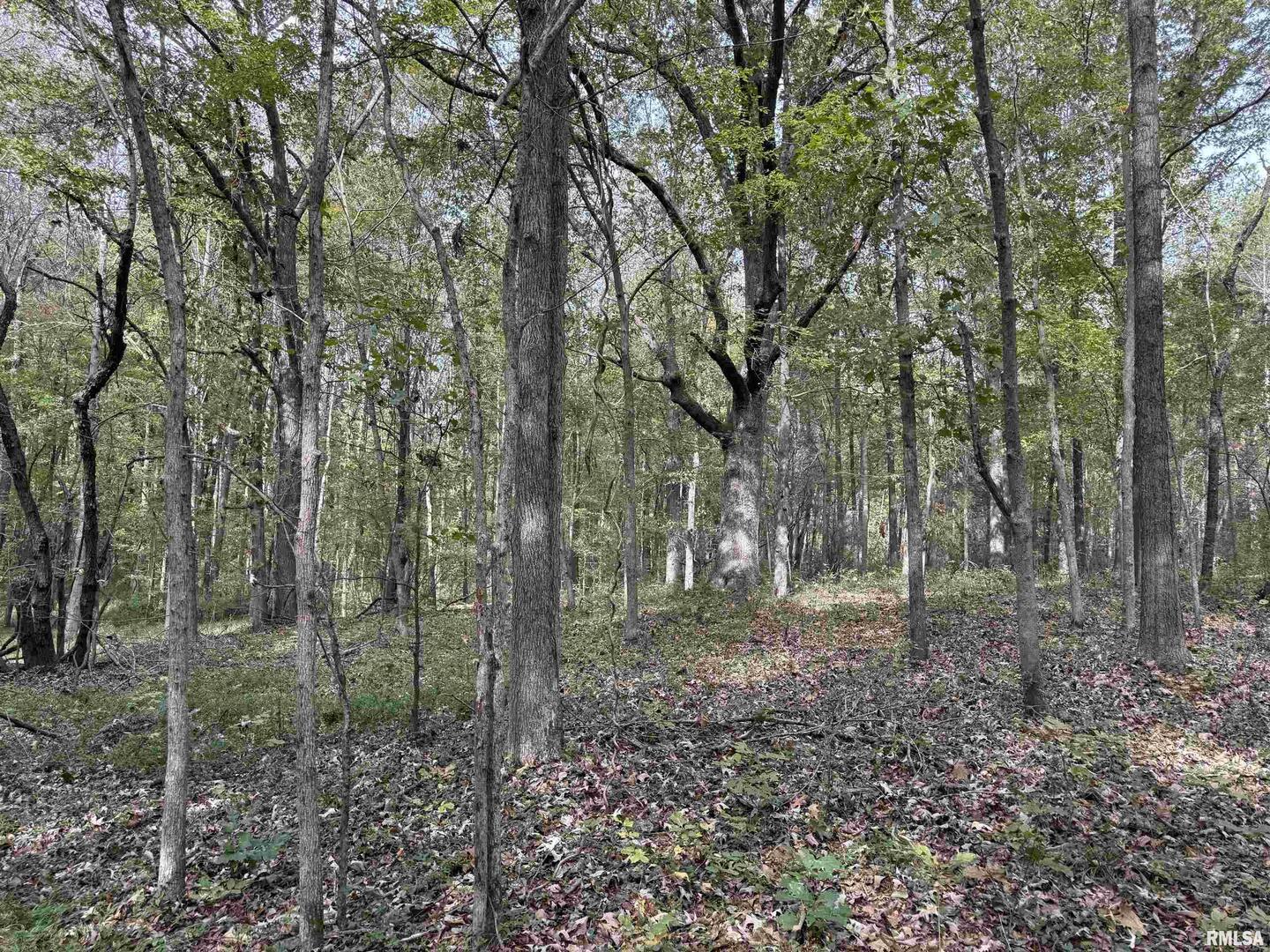 0 North Shawnee Hills Road Equality, IL 62934 - Photo 16 of 22 a view of a forest with trees in the background