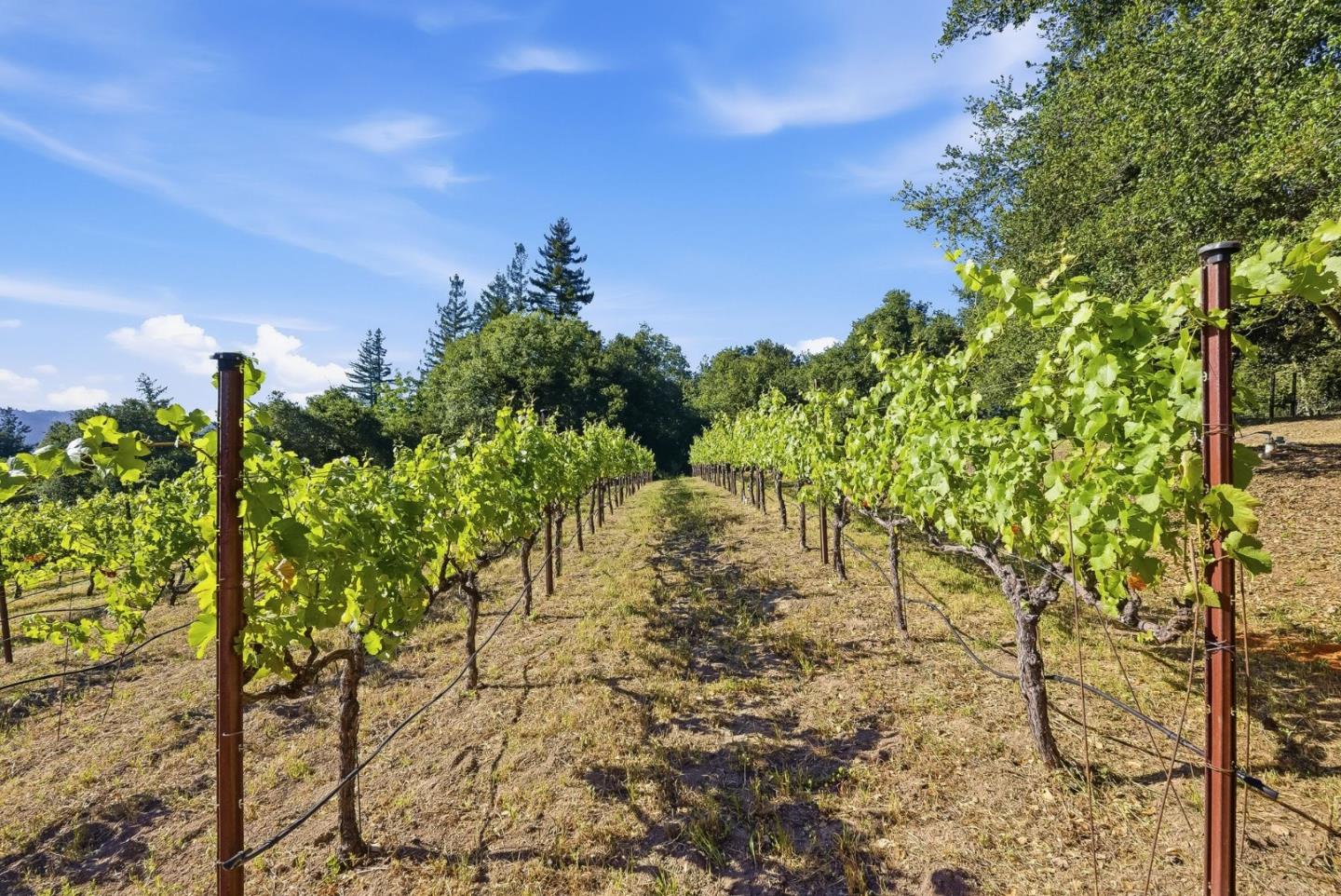 0 Miller Hill Road Los Gatos, CA 95033 - Photo 11 of 32 a view of a garden