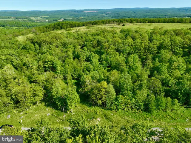 a view of a lush green forest with lush green forest