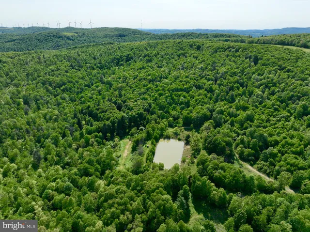 a view of a lush green space