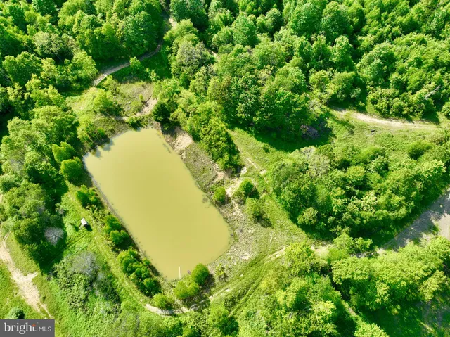 a view of a plant in a garden