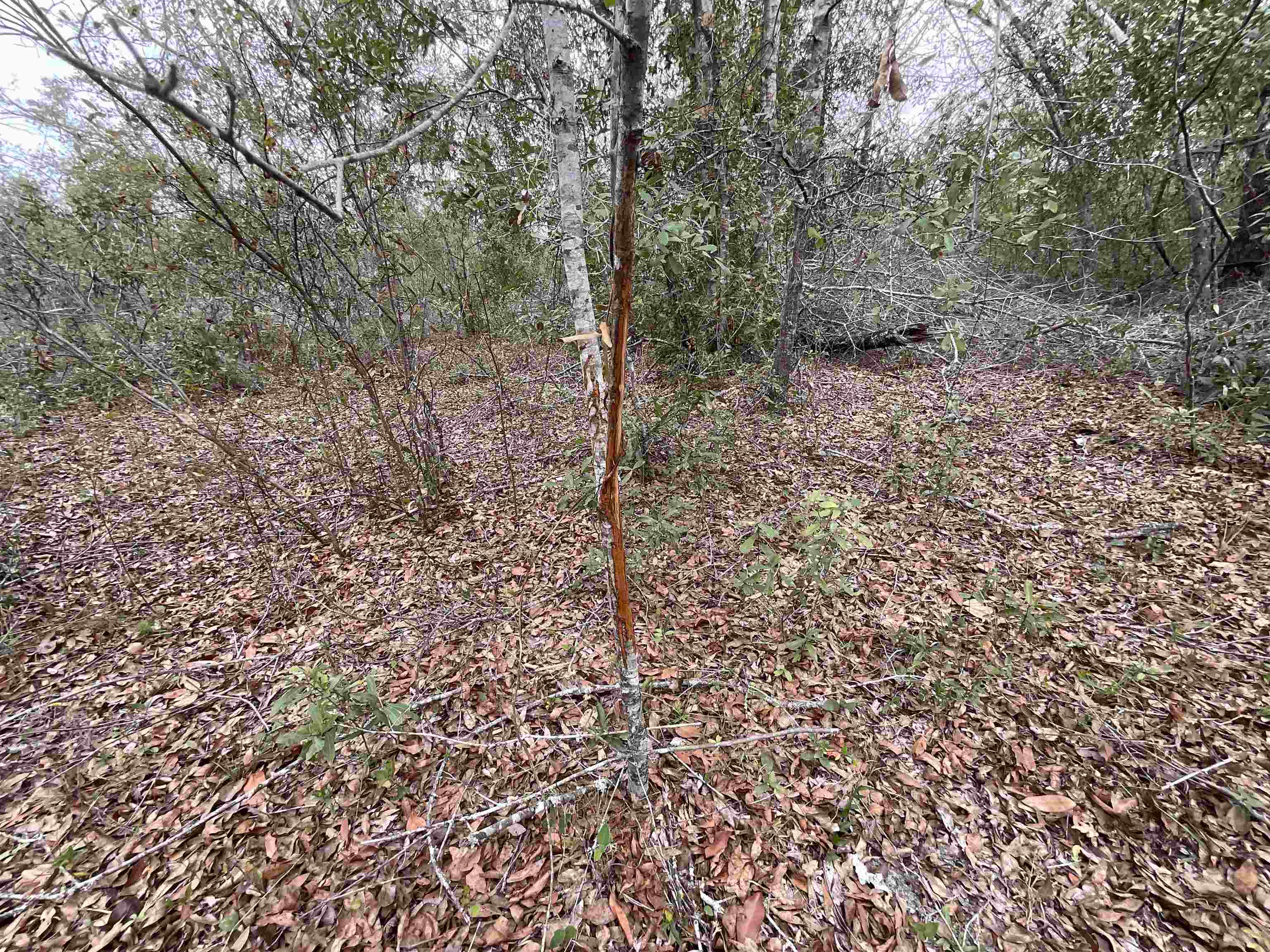 Vacant Southeast River Road Lee, FL 32059 - Photo 26 of 42