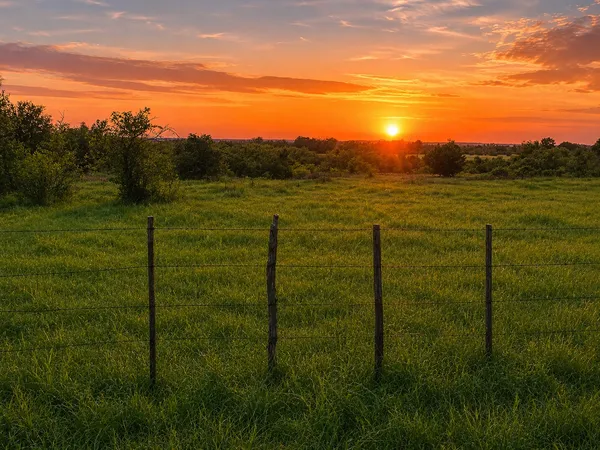 a view of a grassy field with an tree