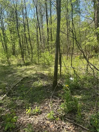a view of a lush green forest