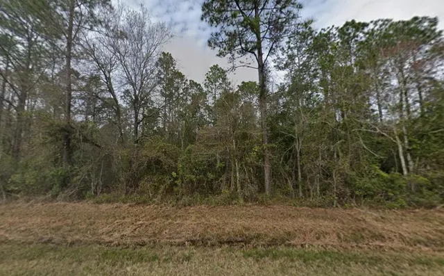 a view of a forest with trees in the background