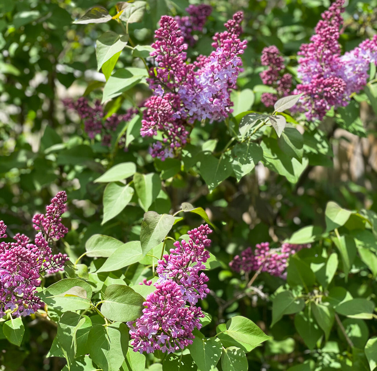 137 Mitchell Road South Portland, ME 04106 - Photo 40 of 43 spring blooms-2