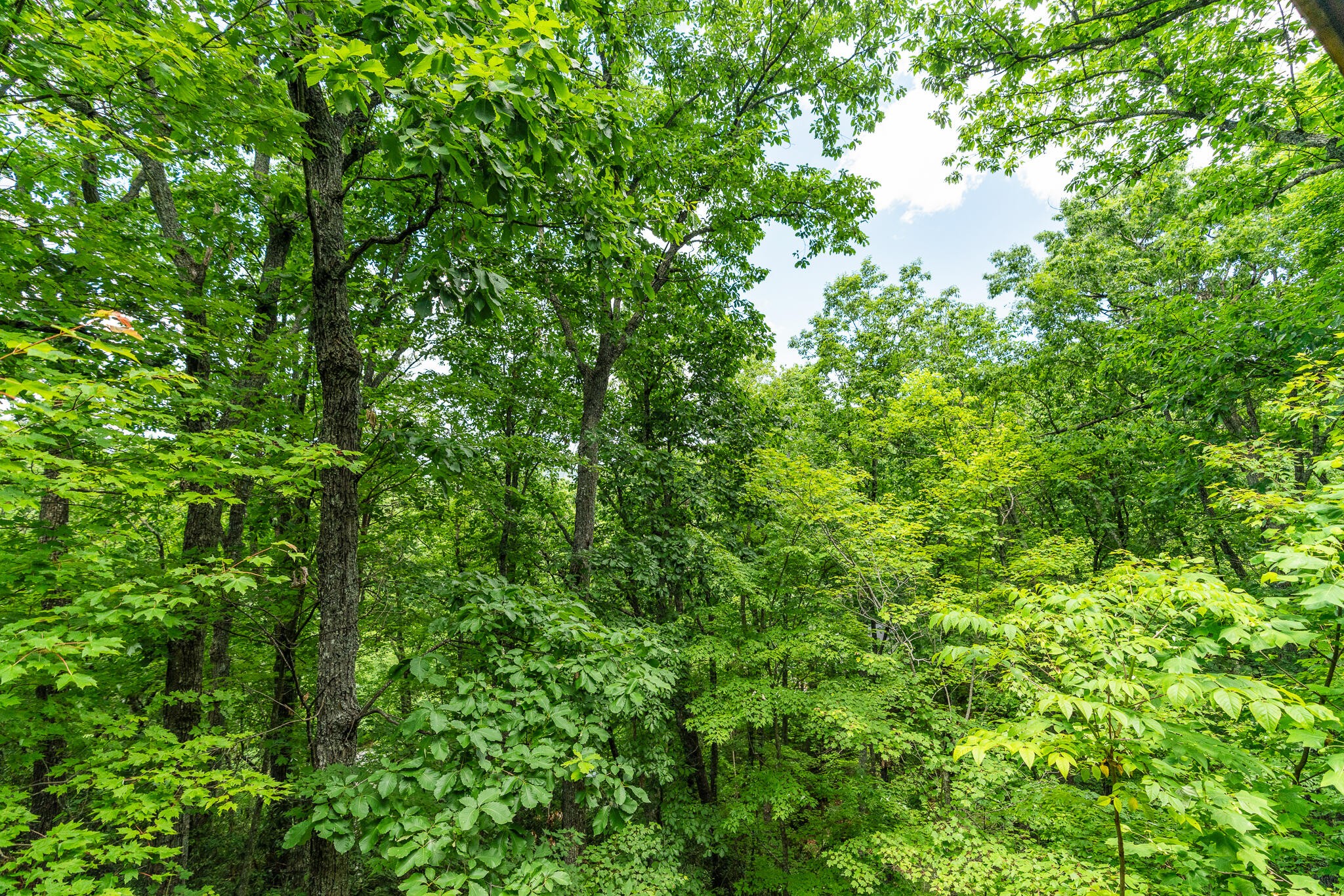 2129 Red Bud Road Sevierville, TN 37876 - Photo 26 of 32 Gallery Image 26