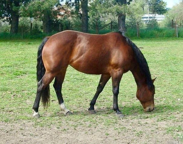 a view of a yard in front of a house