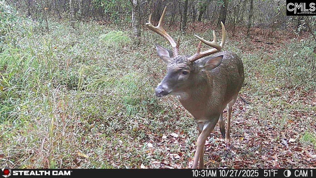 342 Water Tank Road Pelion, SC 29123 - Photo 21 of 42 Gallery Image 21