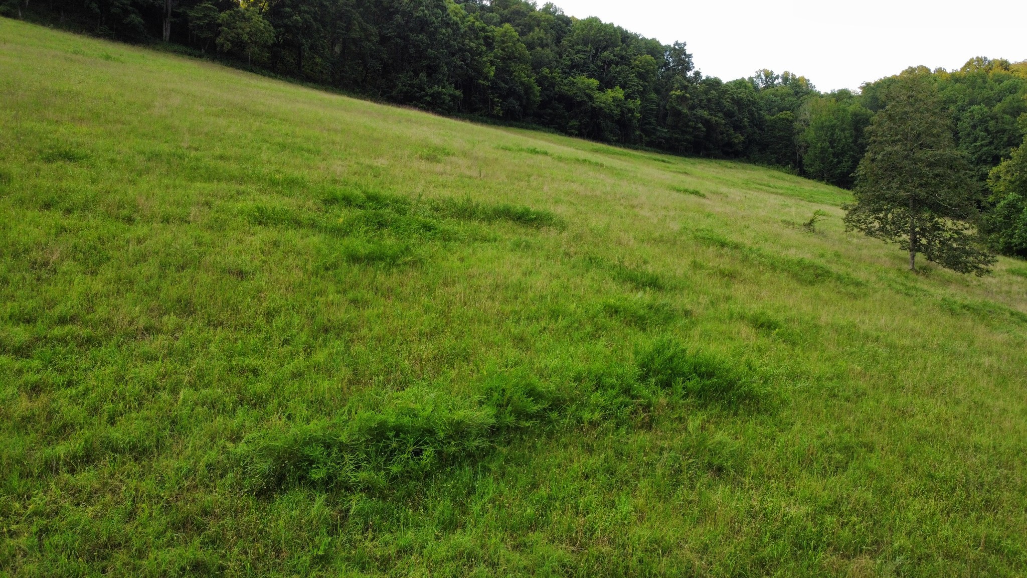 0 Club Springs Road Elmwood, TN 38560 - Photo 20 of 34 Gallery Image 20