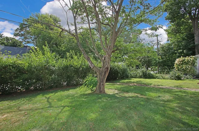 a view of a big yard with plants and large trees