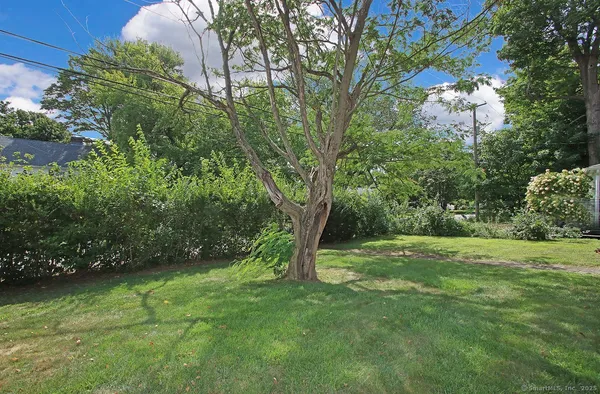 a view of a big yard with plants and large trees