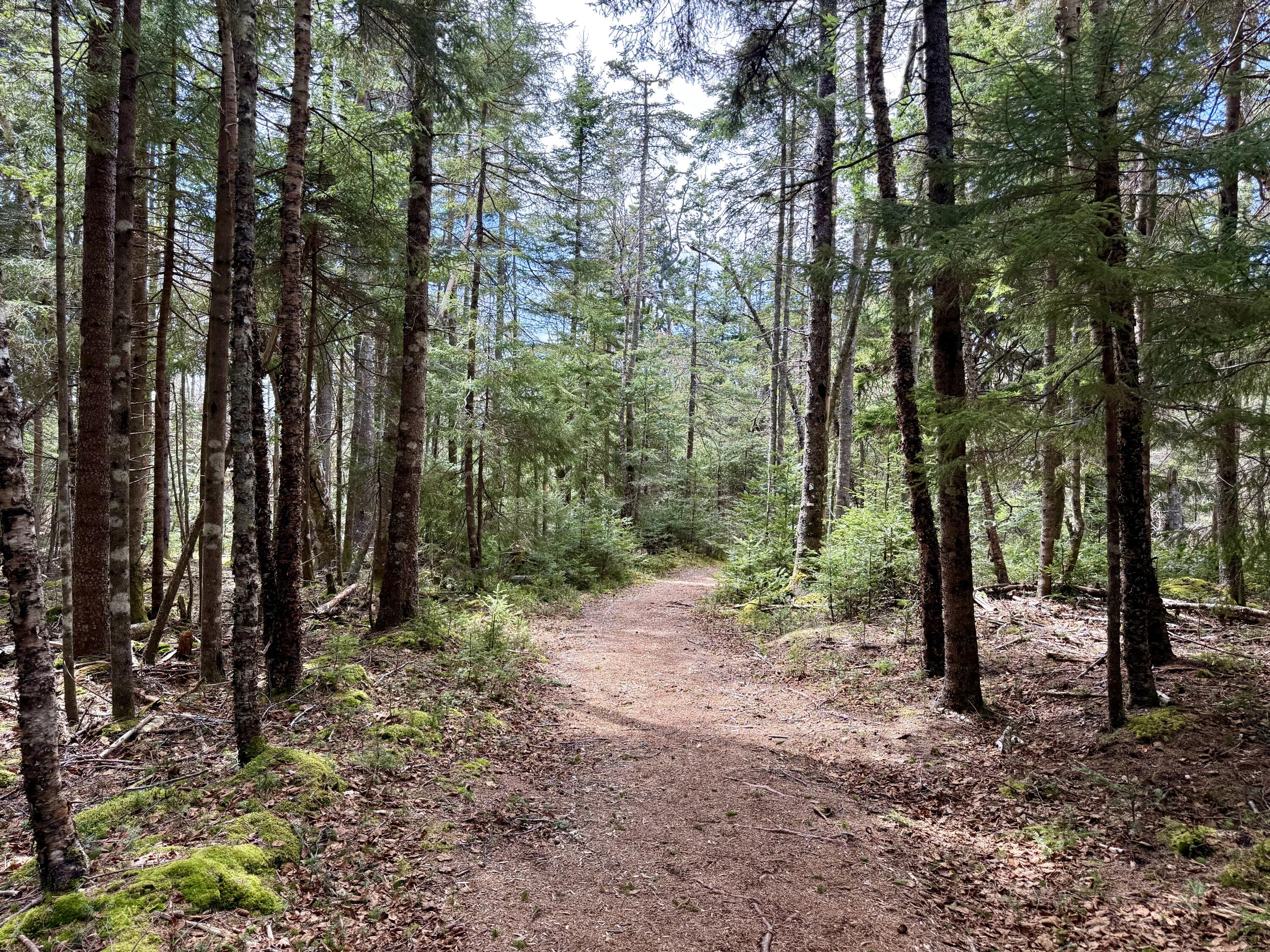 Lot 15 Collins Cove Road Machiasport, ME 04655 - Photo 12 of 17 Path to Common Dock