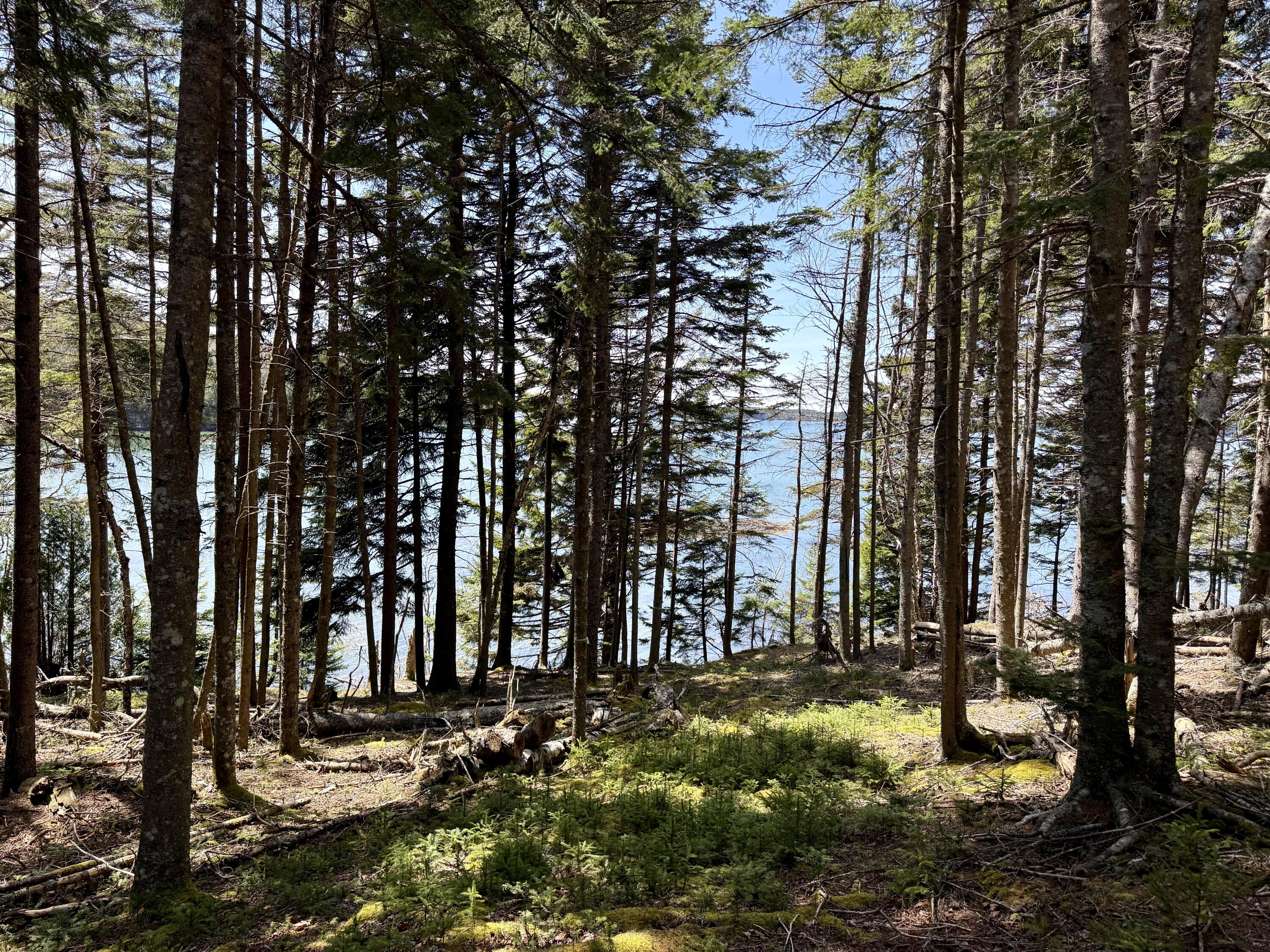 Lot 15 Collins Cove Road Machiasport, ME 04655 - Photo 6 of 17 IMG_3936