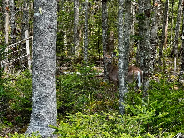 $130,000 | Lot 15 Collins Cove Road, Machiasport, ME 04655