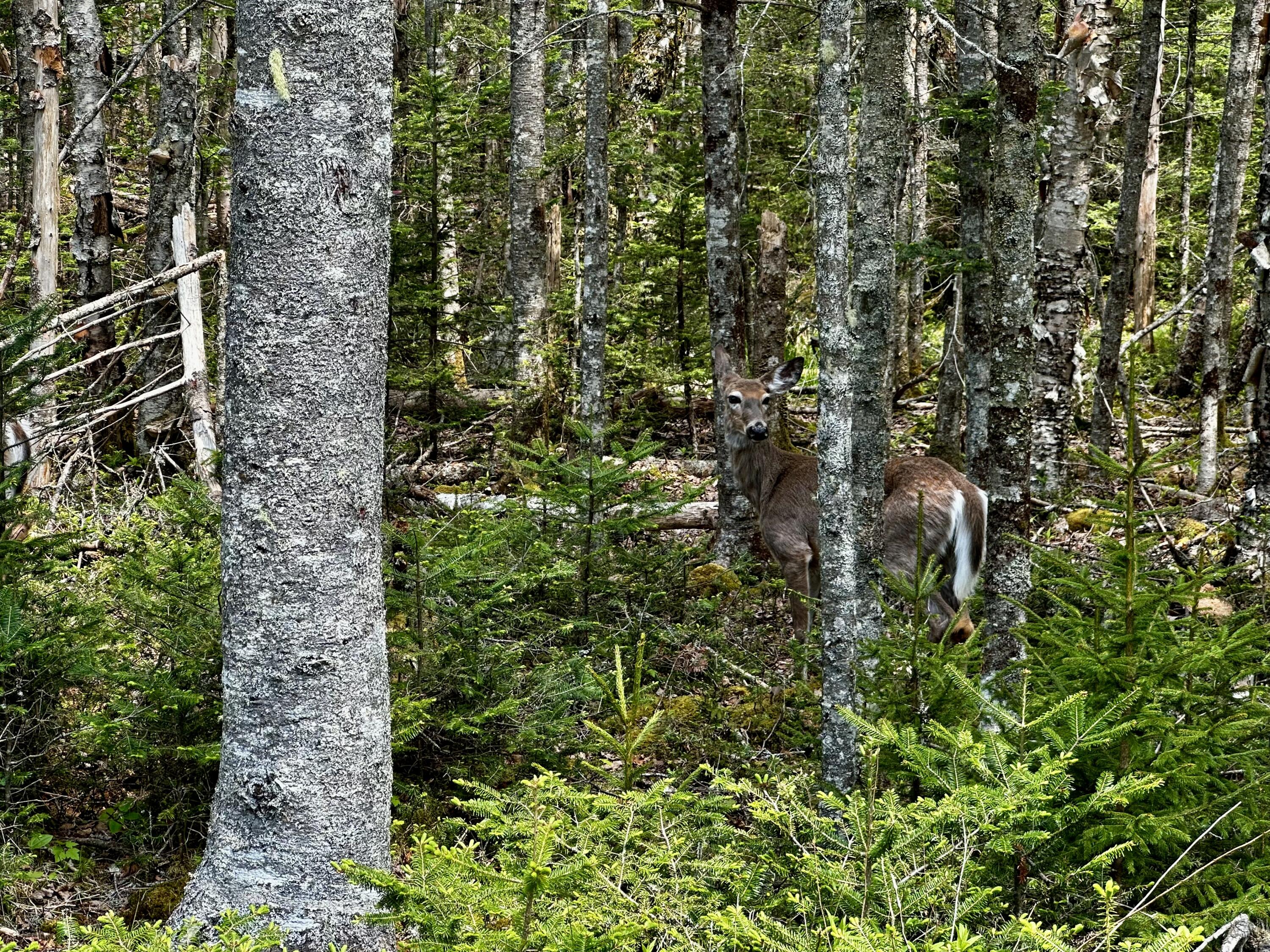 Lot 15 Collins Cove Road Machiasport, ME 04655 - Photo 9 of 17 IMG_9612